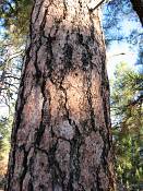 summer photograph ponderosa_pine__pinus_ponderosa_bryceimg_9530.jpg