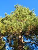 summer photograph ponderosa_pine__pinus_ponderosa_bryceimg_9531.jpg