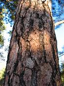 summer photograph ponderosa_pine__pinus_ponderosa_bryceimg_9532.jpg