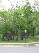 summer photograph sassafras__sassafras_officinale_washingtonimg_7436.jpg