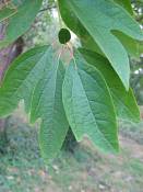 summer photograph sassafras__sassafras_officinale_washingtonimg_7438.jpg