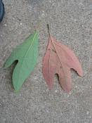 summer photograph sassafras__sassafras_officinale_washingtonimg_7440.jpg