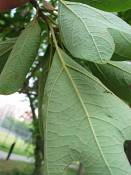 summer photograph sassafras__sassafras_officinale_washingtonimg_7442.jpg