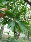 summer photograph sassafras__sassafras_officinale_washingtonimg_7443.jpg