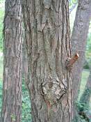 summer photograph sassafras__sassafras_officinale_washingtonimg_7444.jpg