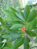 summer photograph sassafras__sassafras_officinale_washingtonimg_7445.jpg