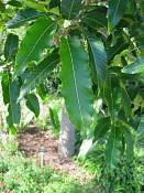 summer photograph sawtrooth_oak__quercus_acutissima_washingtonimg_7333blad.jpg