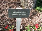 summer photograph sawtrooth_oak__quercus_acutissima_washingtonimg_7334.jpg