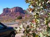 summer photograph shrub_live_oak__Quercus_turbinella_monumentvalleyimg_9363.jpg