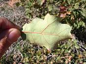 summer photograph shrub_live_oak__Quercus_turbinella_monumentvalleyimg_9366.jpg