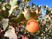 summer photograph shrub_live_oak__Quercus_turbinella_monumentvalleyimg_9367.jpg