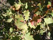 summer photograph shrub_live_oak__Quercus_turbinella_monumentvalleyimg_9368.jpg