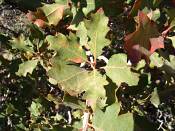 summer photograph shrub_live_oak__Quercus_turbinella_monumentvalleyimg_9369.jpg