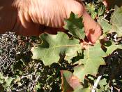 summer photograph shrub_live_oak__Quercus_turbinella_monumentvalleyimg_9370.jpg