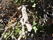 summer photograph shrub_live_oak__Quercus_turbinella_monumentvalleyimg_9371.jpg