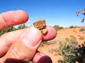 summer photograph shrub_live_oak__Quercus_turbinella_monumentvalleyimg_9374.jpg