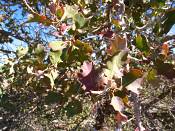 summer photograph shrub_live_oak__Quercus_turbinella_monumentvalleyimg_9375.jpg