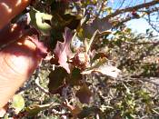 summer photograph shrub_live_oak__Quercus_turbinella_monumentvalleyimg_9376.jpg