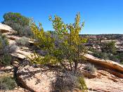 summer photograph singleleaf_ash__fraxinus_anomala_zionimg_9097.jpg