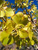 summer photograph singleleaf_ash__fraxinus_anomala_zionimg_9100.jpg