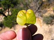 summer photograph singleleaf_ash__fraxinus_anomala_zionimg_9101.jpg