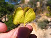 summer photograph singleleaf_ash__fraxinus_anomala_zionimg_9102blad.jpg