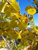 summer photograph singleleaf_ash__fraxinus_anomala_zionimg_9104.jpg