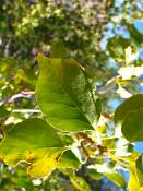 summer photograph singleleaf_ash__fraxinus_anomala_zionimg_9119.jpg