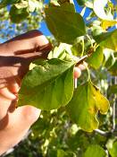 summer photograph singleleaf_ash__fraxinus_anomala_zionimg_9120.jpg