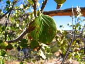 summer photograph singleleaf_ash__fraxinus_anomala_zionimg_9139.jpg