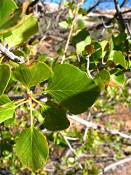 summer photograph singleleaf_ash__fraxinus_anomala_zionimg_9141blad.jpg