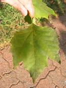 summer photograph sycamore__platanus_occidentalis_washingtonimg_7290blad.jpg