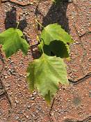 summer photograph sycamore__platanus_occidentalis_washingtonimg_7293blad.jpg