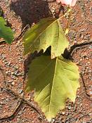 summer photograph sycamore__platanus_occidentalis_washingtonimg_7294blad.jpg