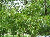 summer photograph tanoak__lithocarpus_densiflorusimg_7170.jpg