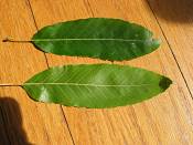 summer photograph tanoak__lithocarpus_densiflorusimg_7178blad.jpg