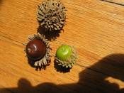 summer photograph tanoak__lithocarpus_densiflorusimg_7183fruit.jpg