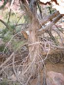 summer photograph utah_juniper__juniperus_osteosperma-2img_8256.jpg