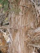 summer photograph utah_juniper__juniperus_osteosperma-2img_8257.jpg