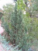 summer photograph utah_juniper__juniperus_osteosperma-2img_8258.jpg