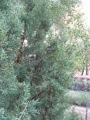 summer photograph utah_juniper__juniperus_osteosperma-2img_8259.jpg