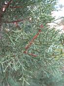 summer photograph utah_juniper__juniperus_osteosperma-2img_8260.jpg