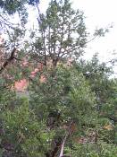 summer photograph utah_juniper__juniperus_osteosperma-2img_8262.jpg