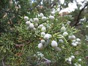 summer photograph utah_juniper__juniperus_osteosperma-3img_8263.jpg