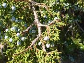 summer photograph utah_juniper__juniperus_osteosperma-3img_8766.jpg