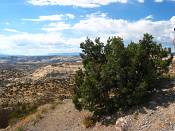 summer photograph utah_juniper__juniperus_osteosperma-3img_8768.jpg