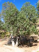 summer photograph utah_juniper__juniperus_osteosperma-4img_8509.jpg