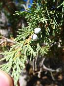 summer photograph utah_juniper__juniperus_osteosperma-4img_8510.jpg