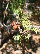summer photograph utah_juniper__juniperus_osteosperma-4img_8511.jpg