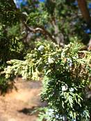 summer photograph utah_juniper__juniperus_osteosperma-4img_8512.jpg